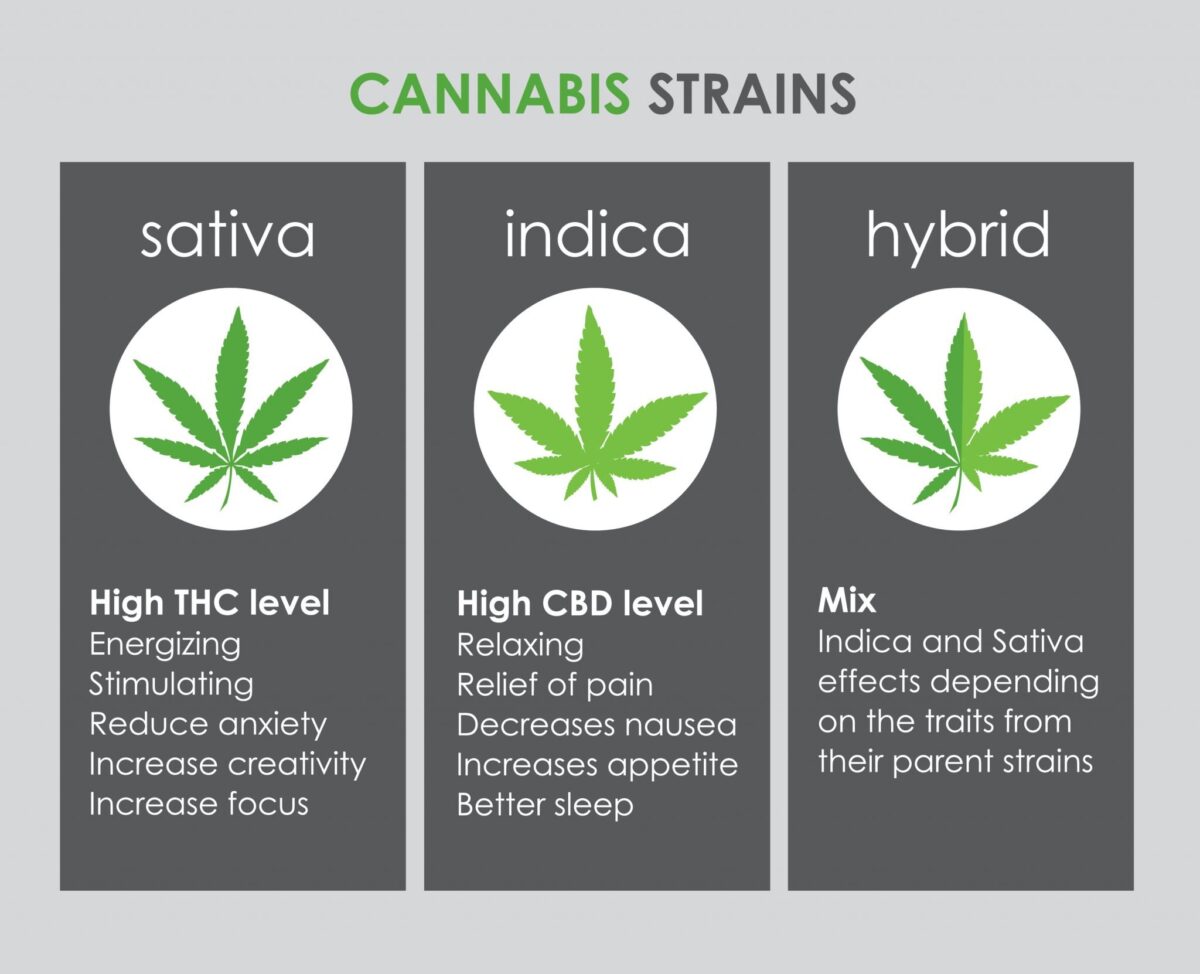 Indica Vs Sativa Vs Hybrid Strains Empire 420 1560