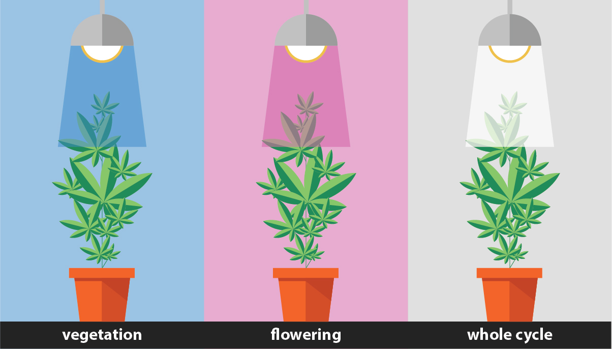 The Pros and Cons of Growing Weed With LEC Lights