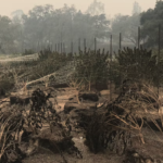 Wildfire poses greater threat to cannabis than other California crops