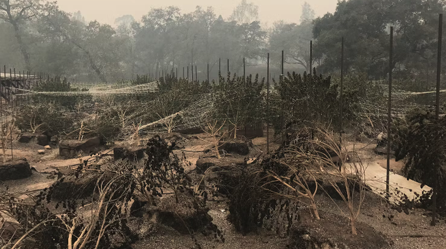 Wildfire poses greater threat to cannabis than other California crops