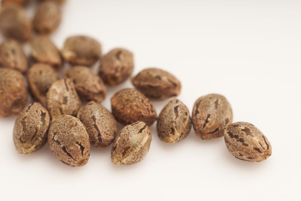 How to tell if cannabis seeds are good or bad?