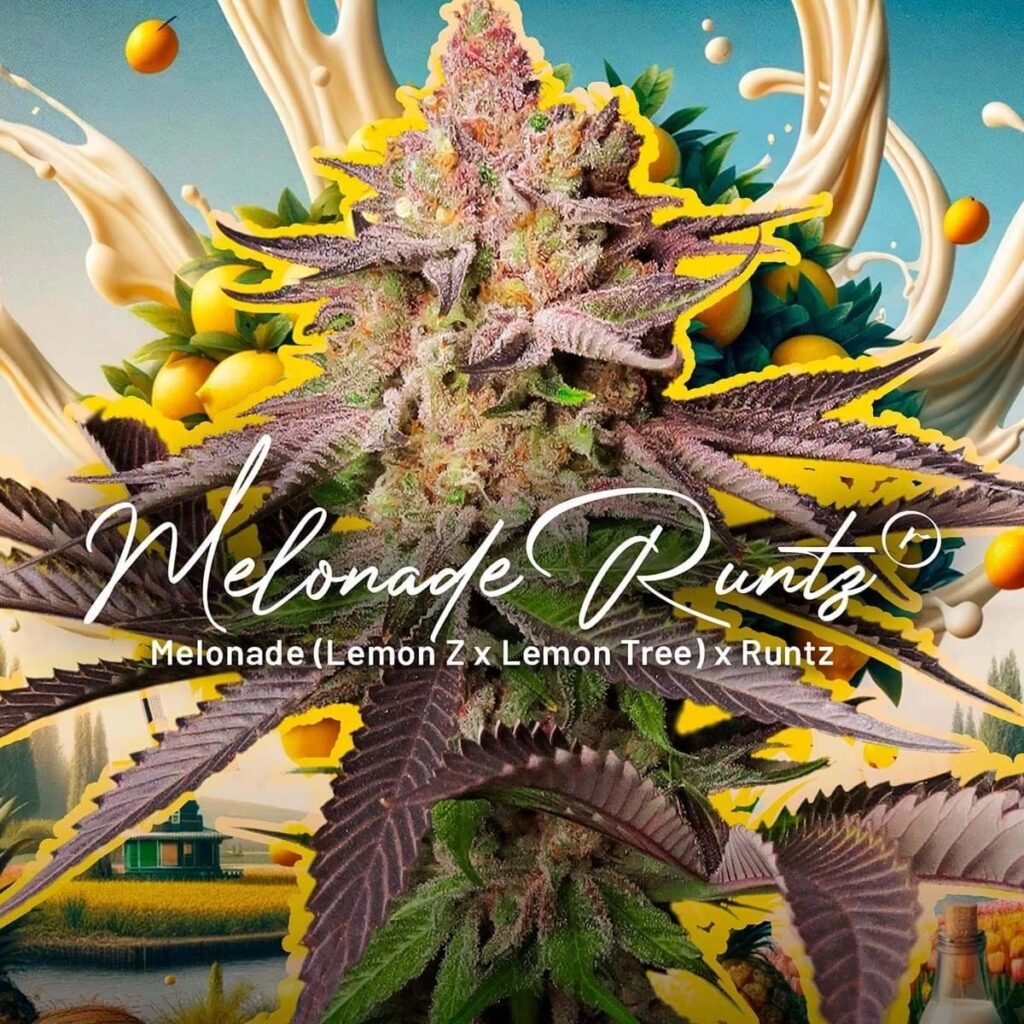 Melonade Runtz awarded best strain of the year in Argentina